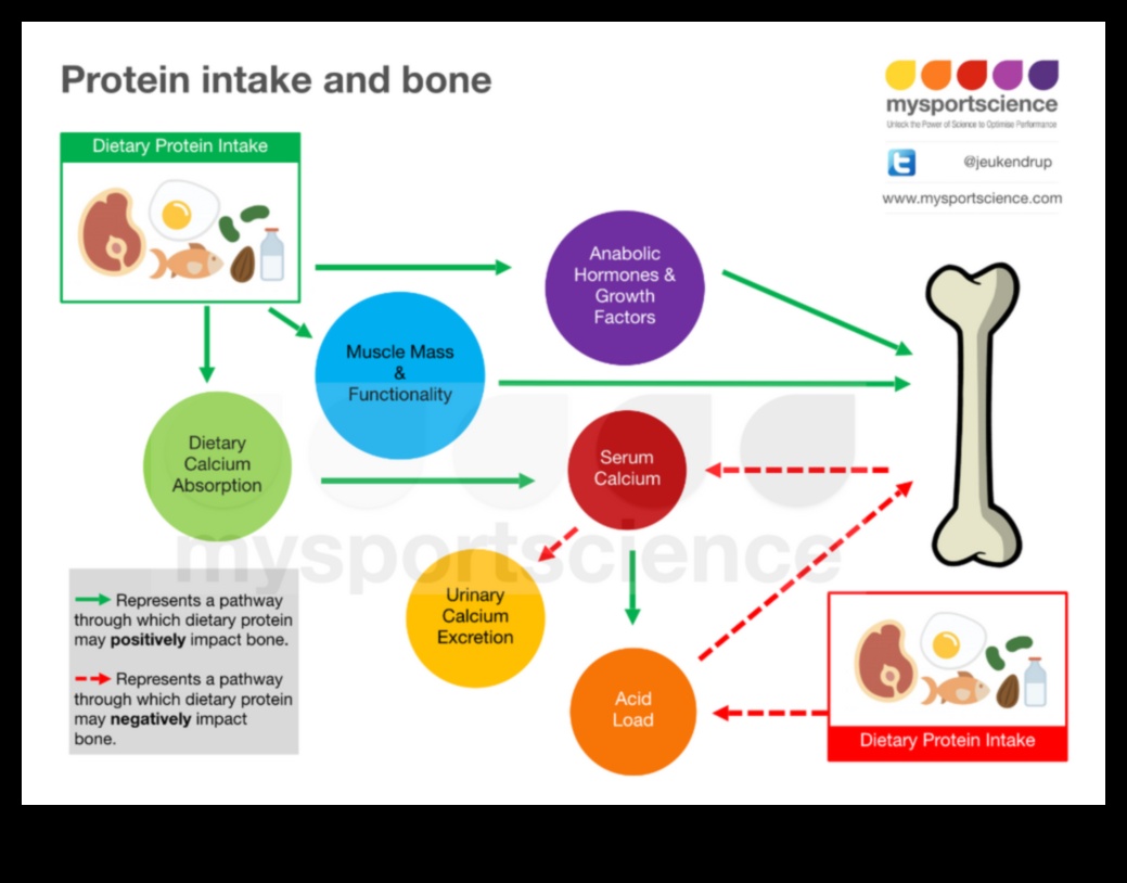 Diētas ar augstu olbaltumvielu saturu un kaulu veselība: mūža perspektīva