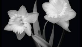 DIY fotogrāfijas kompozīcijas metodes: vadošās līnijas un simetrija