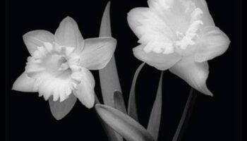 DIY fotogrāfijas kompozīcijas metodes: vadošās līnijas un simetrija