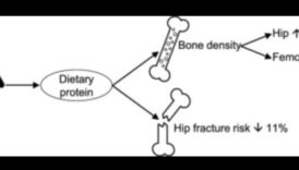 Diētas ar augstu olbaltumvielu saturu un kaulu veselība: mūža perspektīva
